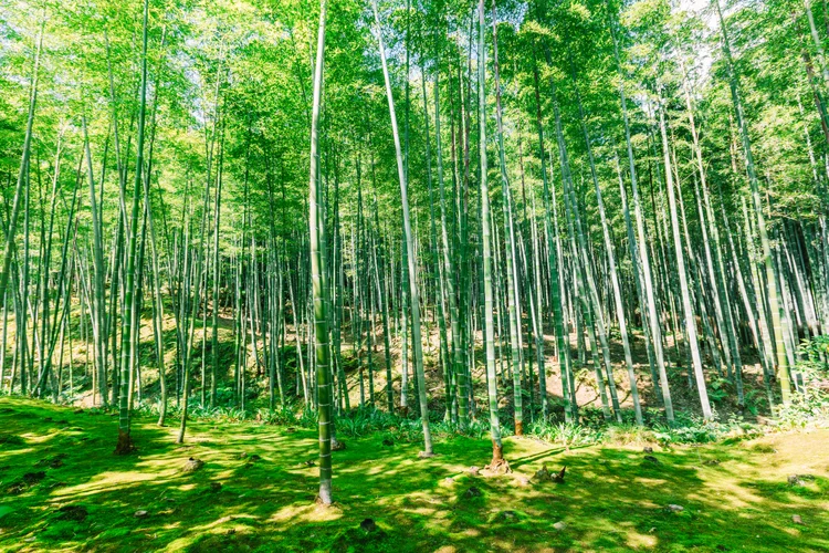 Bambu: andaimes com o material podem ser montados mais rapidamente (Alexander Spatari/Getty Images)
