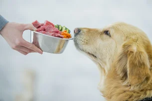 Bem-estar animal ganha força com alimentação natural e dietas personalizadas
