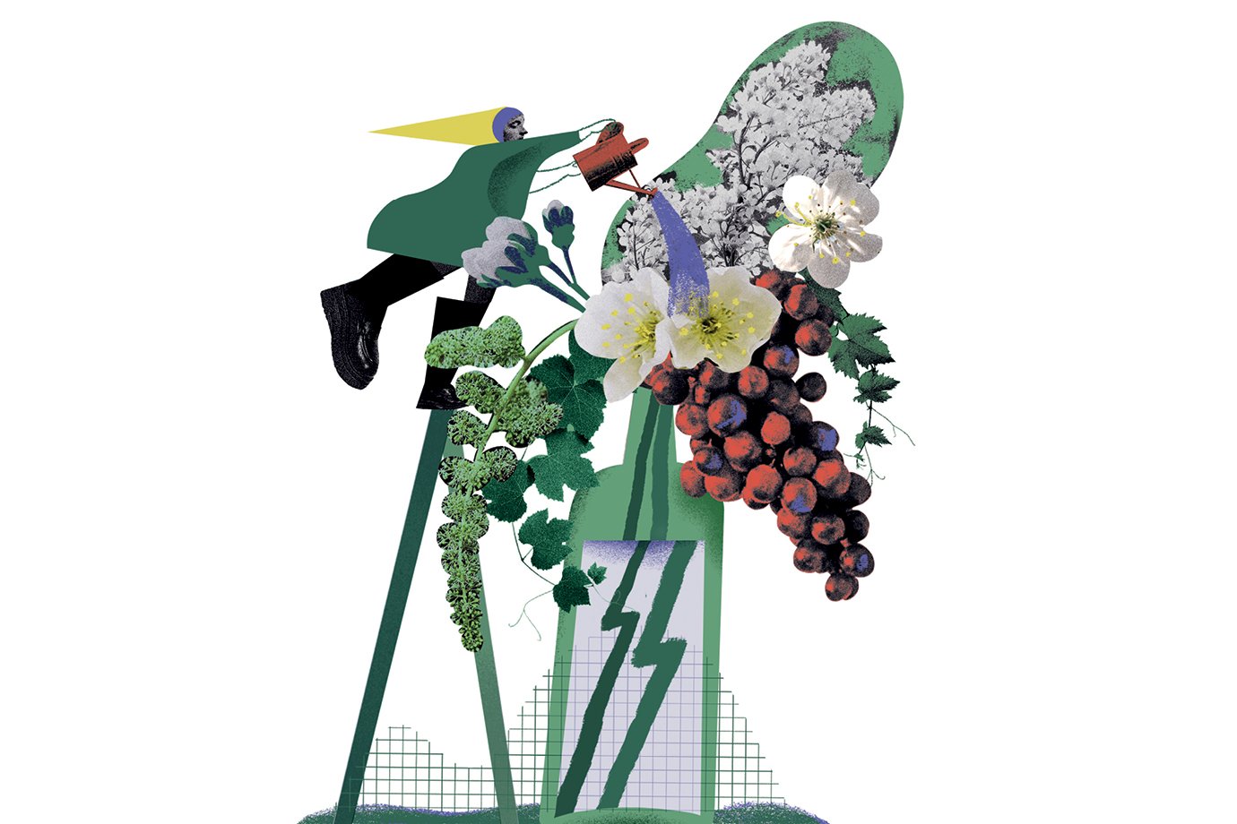 Vinhos brasileiros em ascensão: o crescimento e o potencial do mercado nacional