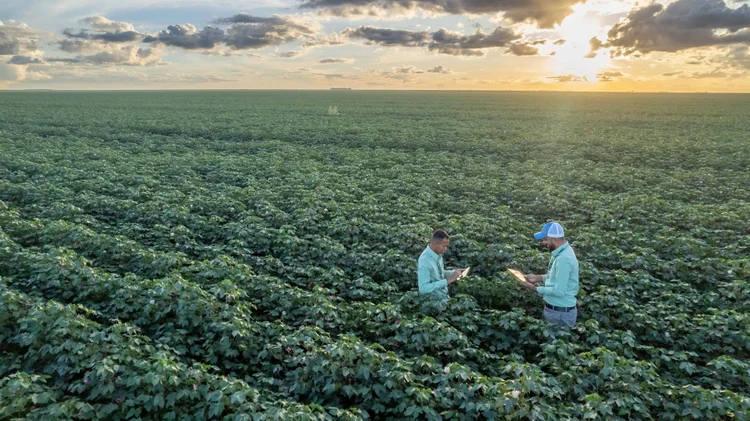 A SLC Agrícola adota práticas de agricultura regenerativa em toda sua operação (SLC Agrícola/Divulgação)