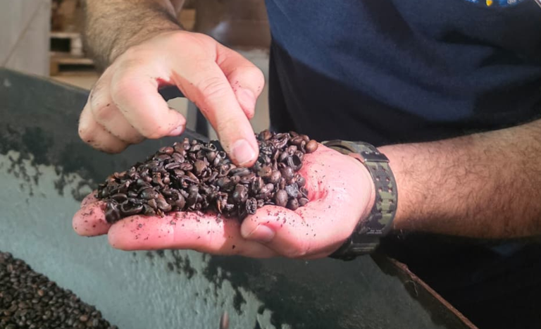 Operação Café Real: Mapa apreende 2,4 toneladas de café impróprio para consumo no RJ