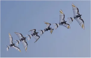 Imagem referente à matéria: Engenheiros chineses desenvolvem protótipo de robô inovador capaz de decolar como pássaros