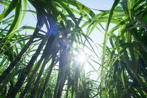 O papel da cana-de-açúcar para uma economia de baixo carbono