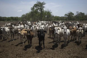 Imagem referente à matéria: Bolívia enfrenta crise de diesel e produtores recorrem ao mercado negro às vésperas de eleição