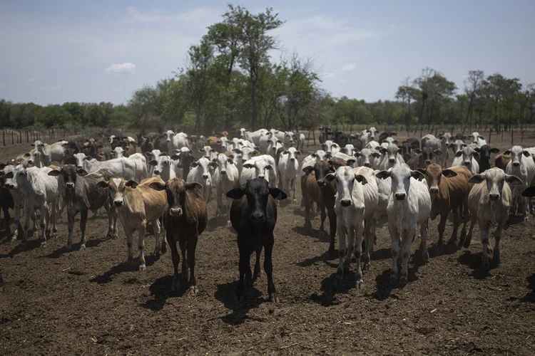 Santa Cruz de la Siera produz 60% da carne bovina e 90% da soja da Bolívia