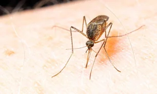 Imagem referente à matéria: Pela primeira vez, há registro de mosquitos na Islândia; entenda
