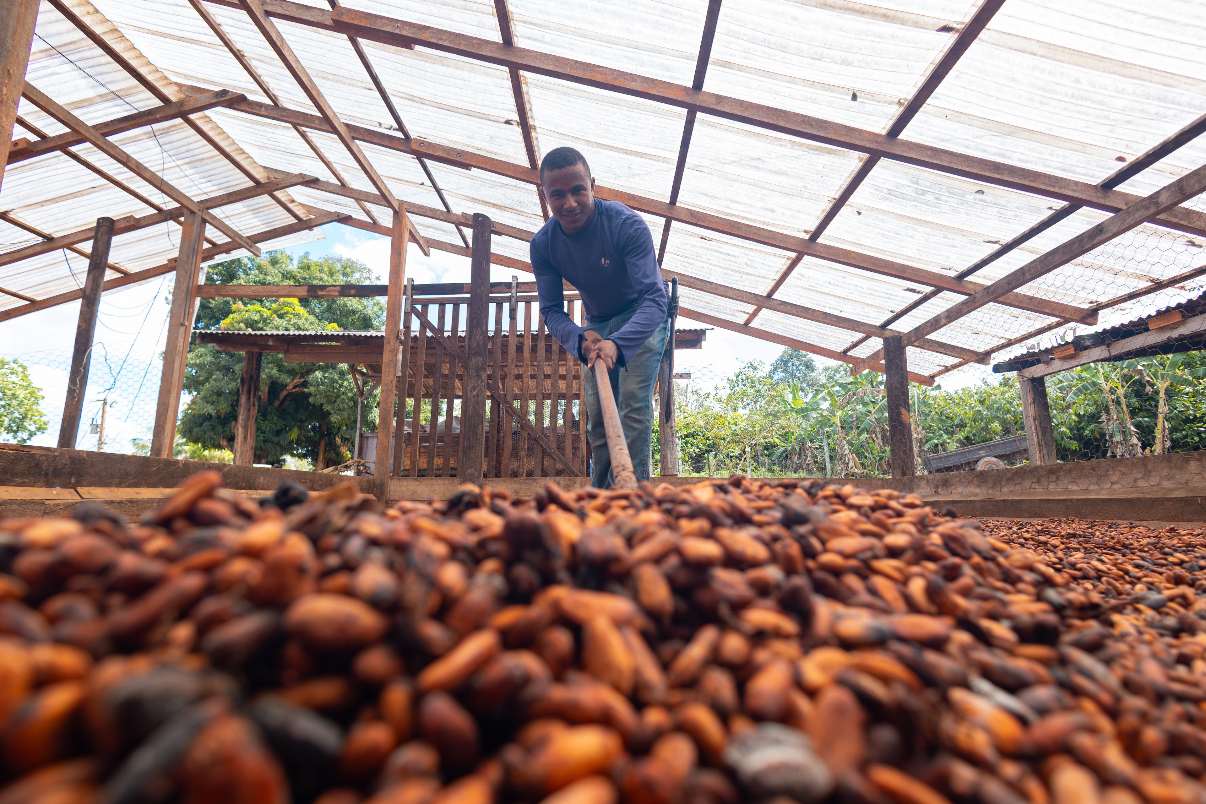 Agroflorestas de cacau revertem devastação na Transamazônica