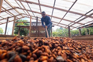 Imagem referente à matéria: Agroflorestas de cacau revertem devastação na Transamazônica