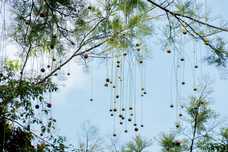 Estudo aproveita inteligência artificial para identificar as sementes mais viáveis de espécies florestais nativas da Amazônia. (Matheus Melo)