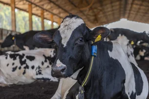 Solo fértil, vacas saudáveis e música clássica: como a Danone reduz 40% das emissões do leite
