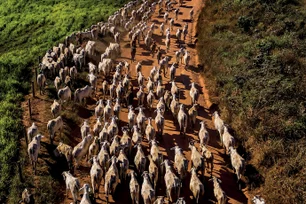 Imagem referente à matéria: Por que os M&As no agro cresceram em 2025 — e devem continuar em alta