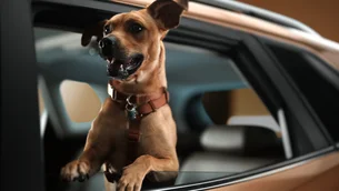 Em parceria com Netflix, Chevrolet lança carro caramelo para homenagear vira-latas