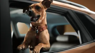 Imagem referente à matéria: Em parceria com Netflix, Chevrolet lança carro caramelo para homenagear vira-latas