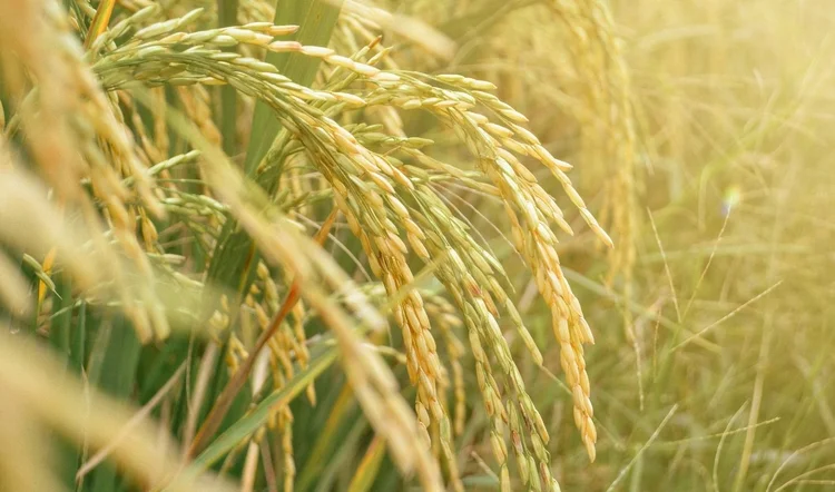 Biomassa: energia limpa a partir de resíduos agrícolas e florestais subutilizados (afihermatova/Envato)