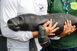 Imagem referente à matéria: Mineradora investe mais de R$ 800 mil na proteção do peixe-boi