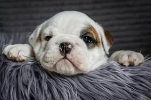 Imagem referente à matéria: Esqueça a conta dos 7 anos: seu cachorro ou gato pode estar mais velho do que parece; entenda