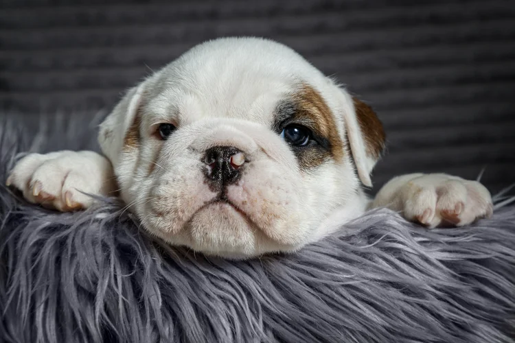 Cachorro: idade do seu pet pode ser maior do que você imagina (Gunnar Örn Árnason/Getty Images)