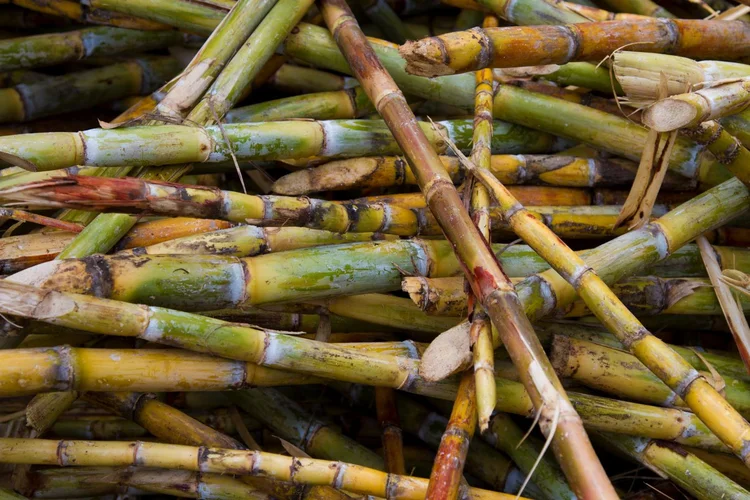Cana-de-açúcar: bagaço usado como biomassa tem baixa pegada de carbono e alto potencial energético