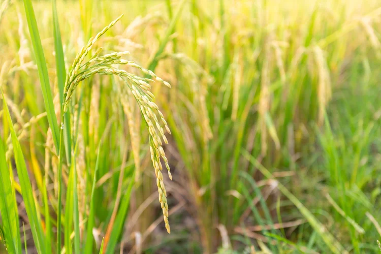 Plantação de arroz: Rio Grande do Sul é o principal produtor do grão no Brasil