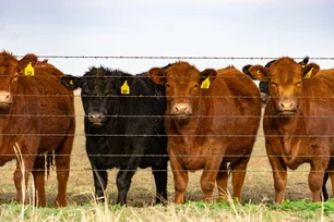 Imagem referente à matéria: Por que os produtores dos EUA querem vender carne para o Brasil