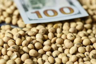 Imagem referente à matéria: Compra de soja americana pela China desaba, Brasil ganha espaço — mas efeito é temporário
