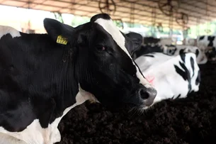 Nestlé fecha parceria com o BB para oferecer R$ 100 milhões para produtor de leite