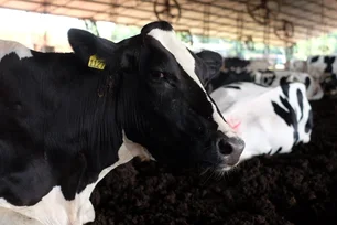 Imagem referente à matéria: Nestlé fecha parceria com o BB para oferecer R$ 100 milhões para produtor de leite