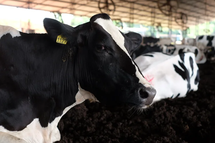 Fazenda Santa Cruz: credito será liberado para mil produtores de leite do Brasil ampliarem agricultura regenerativa (Nestlé/Divulgação)