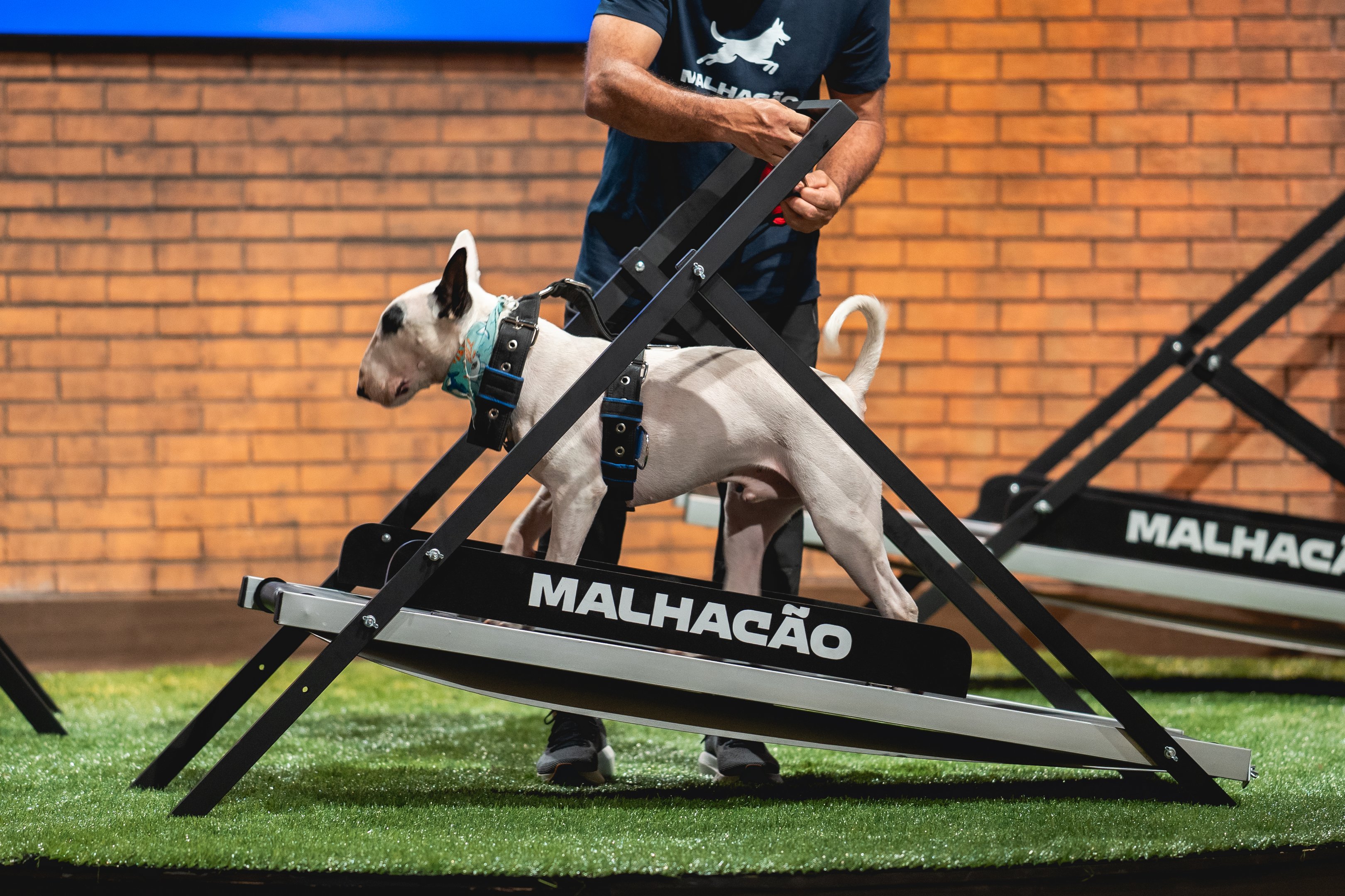 Conheça a startup do universo canino que ganha investimento de Carol Paiffer
