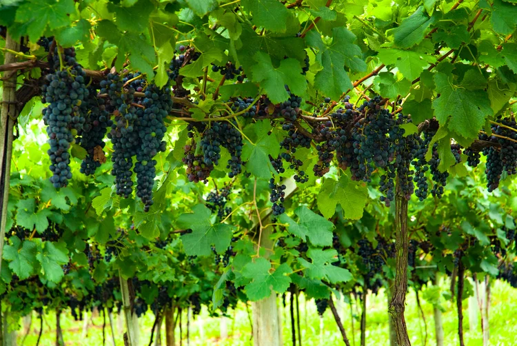 Videiras em Santa Catarina: solução inédita é voltada ao controle do oídio, doença causada pelo fungo Uncinula necator, que afeta severamente a produção de uvas viníferas no país (Freepik)