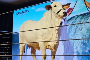 Imagem referente à matéria: Donna FIV CIAV: vaca nelore quebra recorde mundial e é avaliada em R$ 54 mi