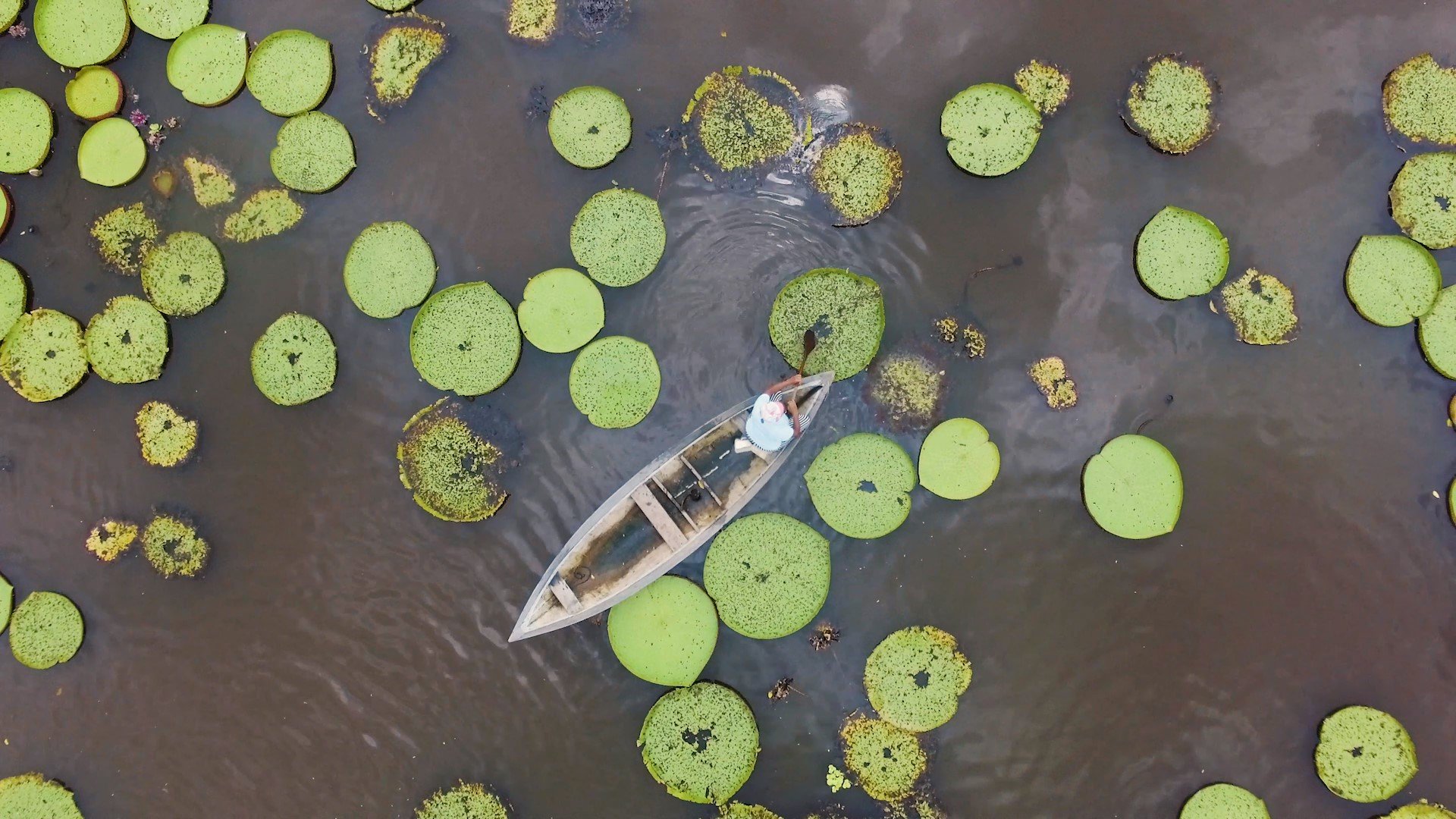 Mercado Livre leva vitrine da sociobioeconomia amazônica à COP30