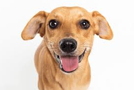 Brasil Caramelo ou Lulu-da-Pomerânia