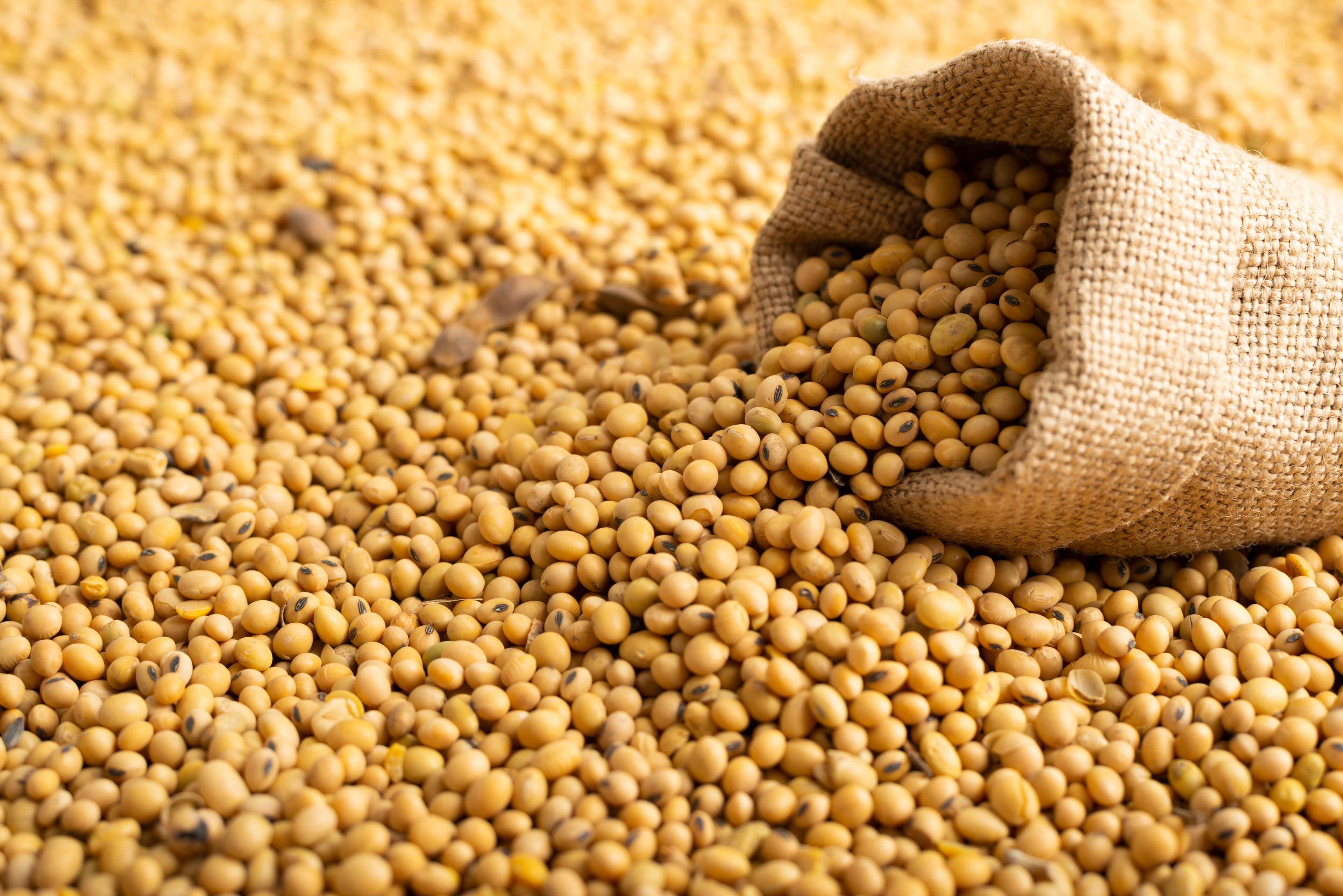 China aumenta compra de soja dos EUA, mas cenário segue favorável ao Brasil