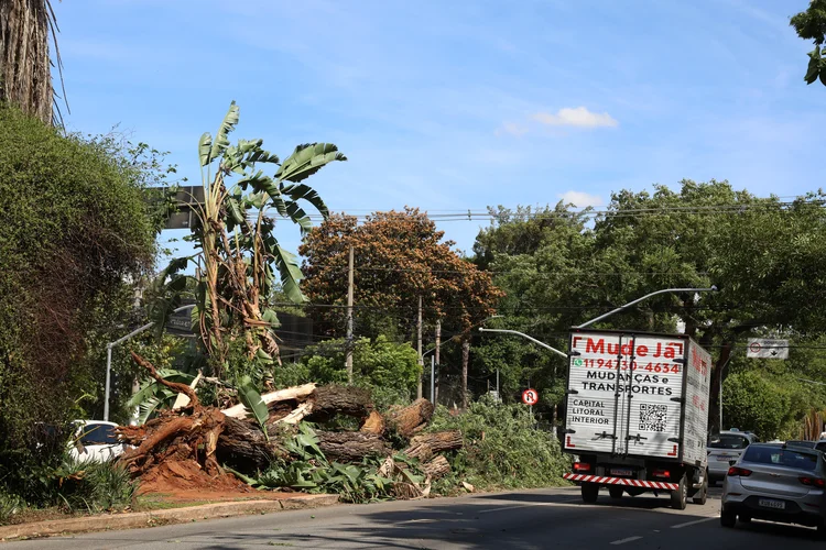 Ventania em SP: Árvore caída na Avenida Brasil após tempestade com fortes ventos na capital paulista (Rovena Rosa/Agência Brasil/Agência Brasil)