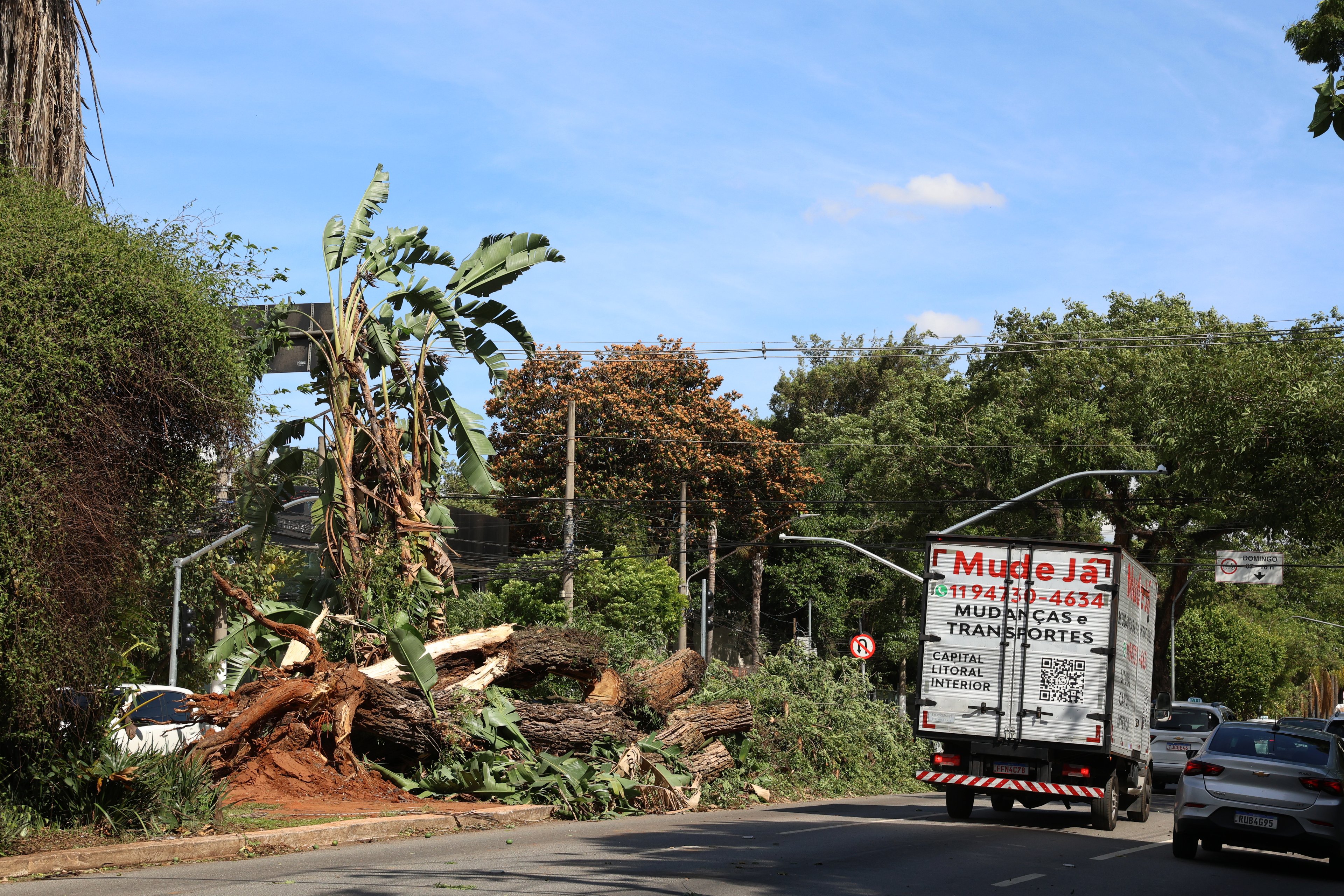 Queda de árvore: árvore caída na Avenida Brasil após tempestade com fortes ventos na capital paulista