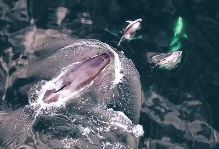 Amizade em alto mar entre golfinhos e orcas surpreende cientistas