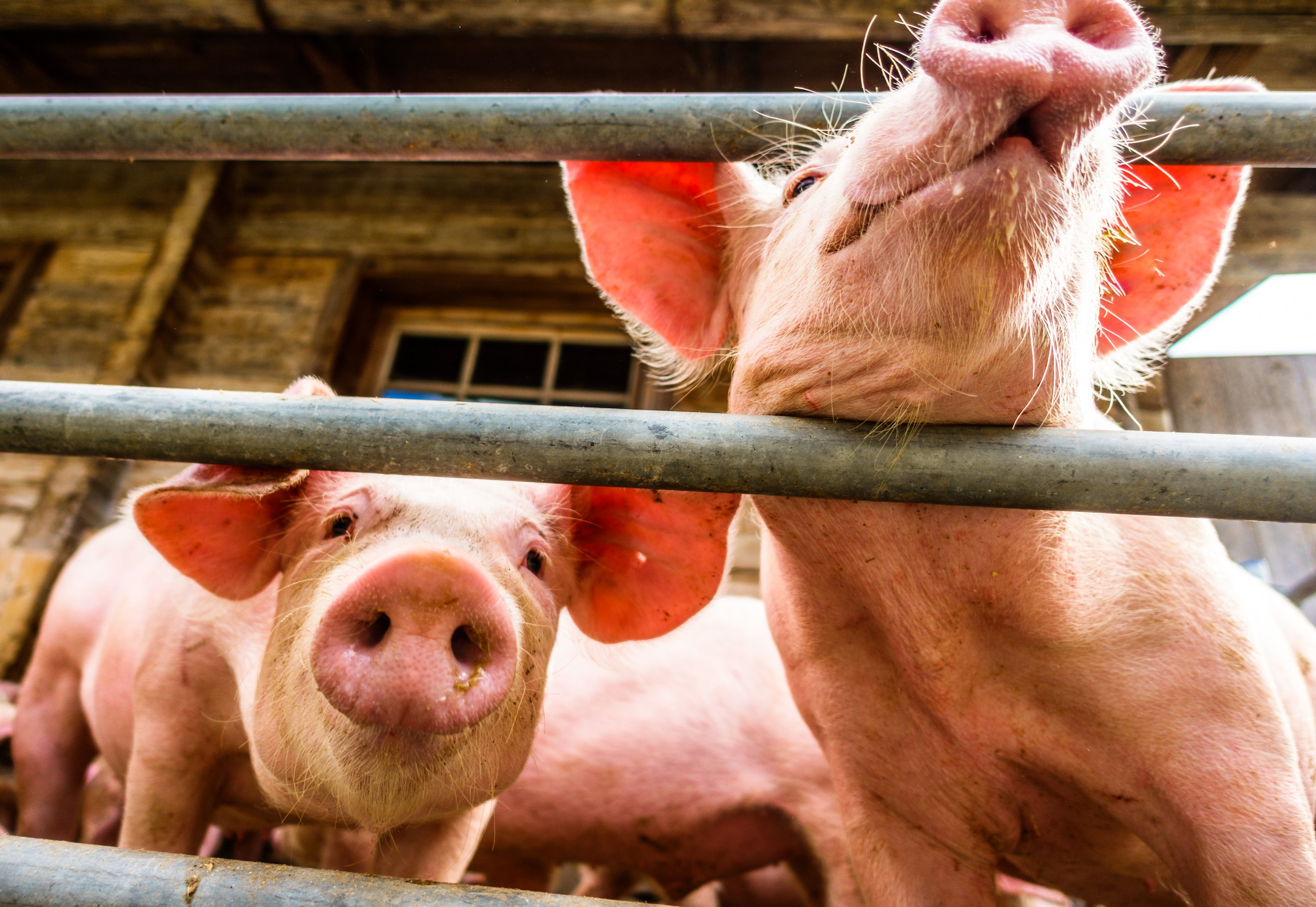 China aplicará tarifas de até 19,8% sobre carne suína da União Europeia