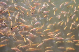 Governo suspende temporariamente lista que considerava tilápia espécie invasora