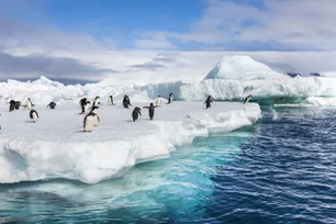 Imagem referente à matéria: 'Antártica mais verde': mapeamento inédito alerta para expansão do degelo