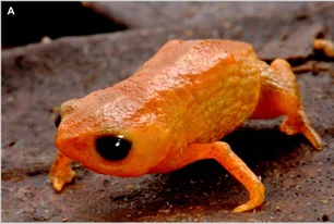 Imagem referente à matéria: Sapo é batizado de Lula em homenagem ao presidente