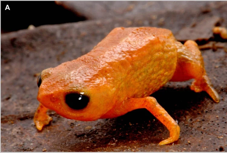 'Sapo Lula': com 8 milímetros e cor laranja viva, espécie de sapo recebe nome em homenagem ao presidente brasileiro