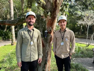 Imagem referente à matéria: tartup de SC transforma árvores “doentes” em crédito de carbono urbano