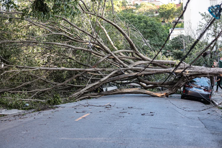 São Paulo: bombeiros registraram mais de 1.600 chamados para quedas de árvore no estado (Paulo Pinto/Agência Brasil)