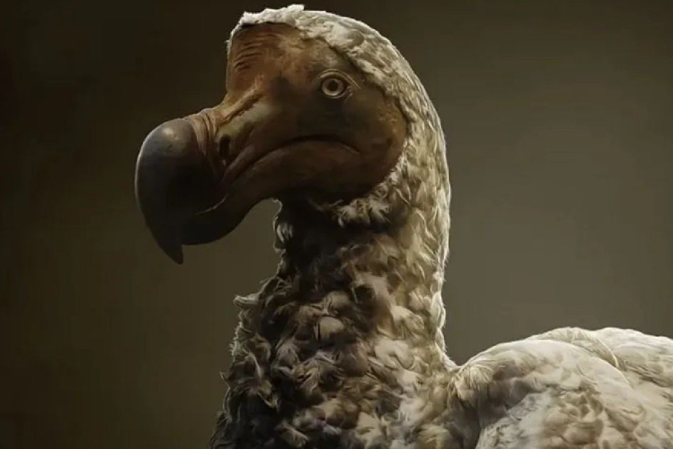 Ave extinta há 300 anos pode ser a primeira espécie a voltar à vida