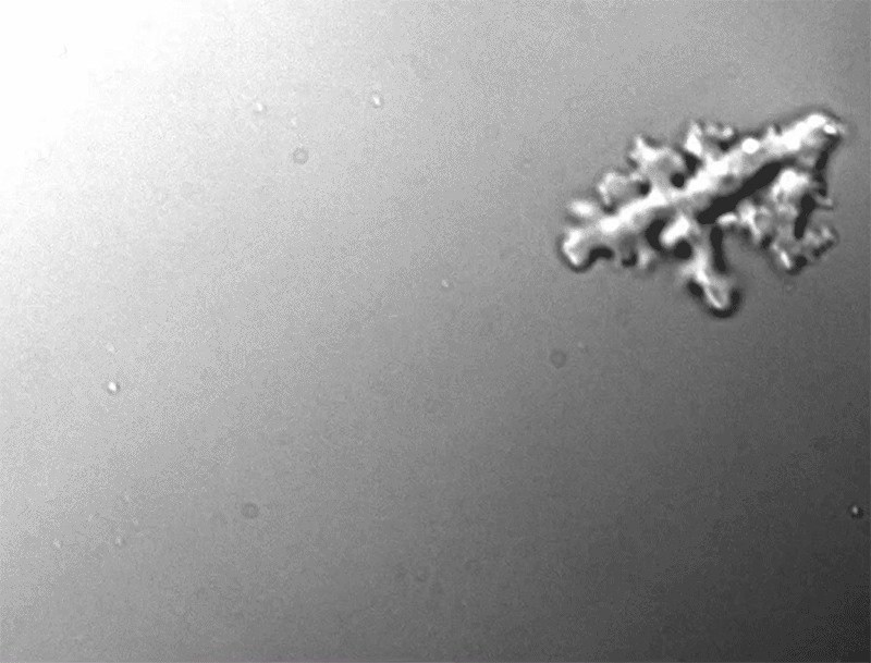 Ameba de fogo acende alerta sobre vida extraterreste