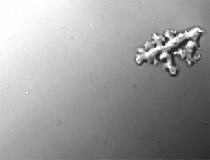 Ameba de fogo acende alerta sobre vida extraterreste