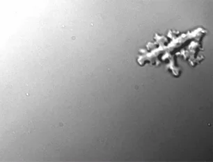 Imagem referente à matéria: Ameba de fogo acende alerta sobre vida extraterreste