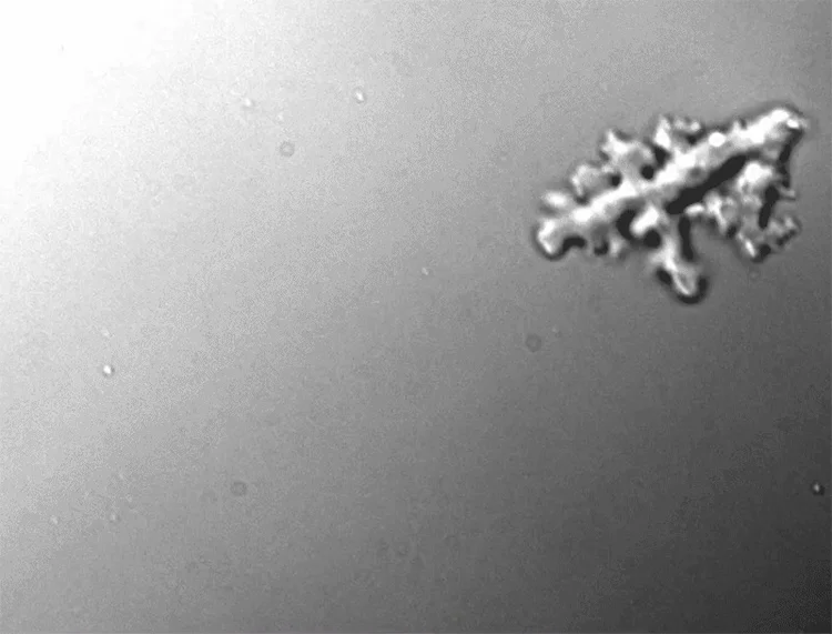 Ameba de fogo: descoberta pode mudar o que sabemos sobre a vida terrestre (Divulgação/Universidade de Syracuse)