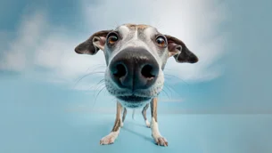 Seu cachorro julga você — e a ciência provou